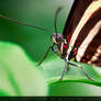 Butterfly macro / Makro eines Schmetterlings