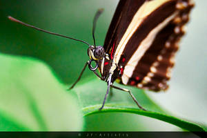 Butterfly macro / Makro eines Schmetterlings