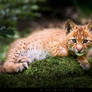 Kitten on mossy stone / Babyluchs auf Stein