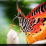 Butterfly macro