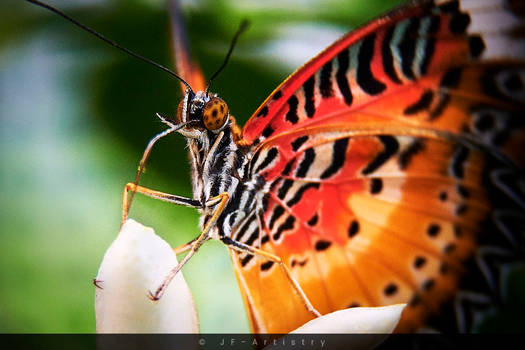 Butterfly macro