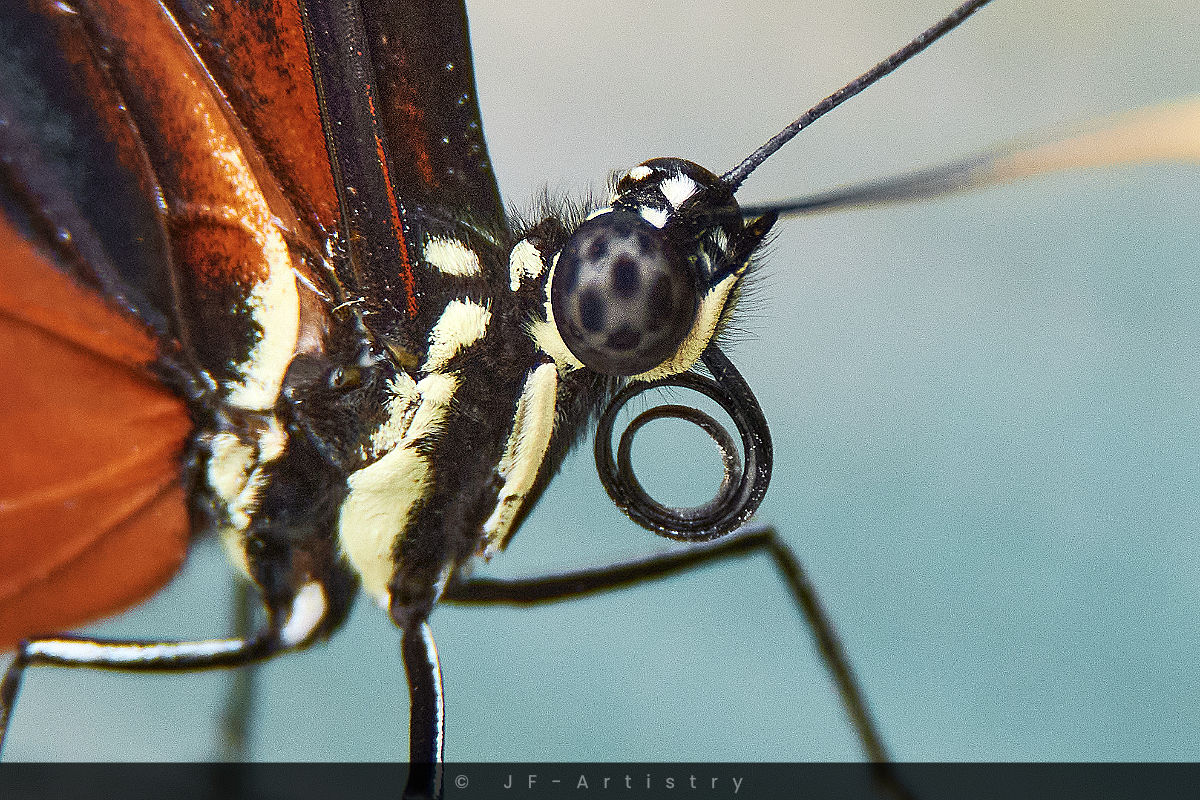 Butterfly macro / Aufnahme eines Schmetterlings
