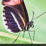Butterfly on leaf / Schmetterling auf Blatt