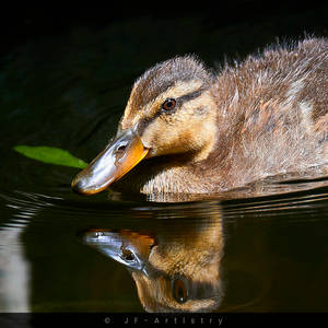 Small duckling