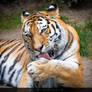 Tiger grooming its fur / Tiger bei der Fellpflege
