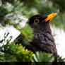 Blackbird in conifer / Amsel in Nadelbaum