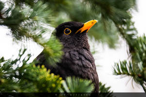 Blackbird in conifer / Amsel in Nadelbaum