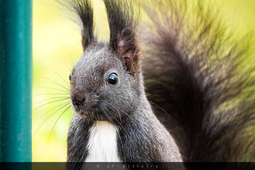 Squirrel Portrait / Portrait eines Eichhoernchens