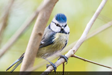 Blue tit on brach / Blaumeise auf einem Ast