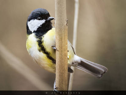 Great tit portrait / Portrait einer Kohlmeise