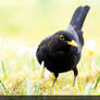 Blackbird on wildflower meadow / Amsel auf Wiese