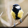 Great tit on branch / Kohlmeise auf Zweig