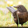 Female blackbird on lawn / Amsel Weibchen auf Wies