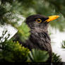 Blackbird in softwood tree / Amsel in Nadelbaum
