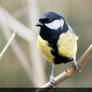 Great tit on branch / Kohlmeise auf Ast