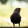 Blackbird on flower meadow / Amsel auf Blumenwiese