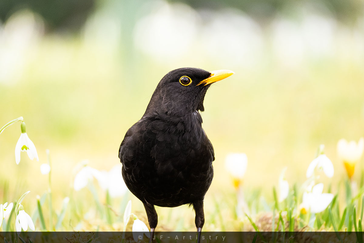 Blackbird on flower meadow / Amsel auf Blumenwiese