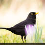 Blackbird on a meadow