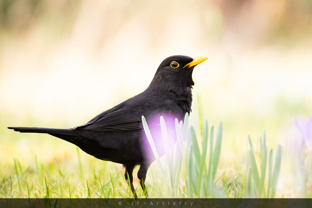 Blackbird on a meadow