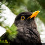 Blackbird in Conifer