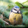 Blue Tit / Blaumeise