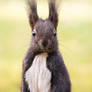 Calabrian Black Squirrel / Schwarzes Eichhoernchen