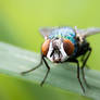 Green bottle fly / Goldfliege