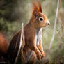 Red Squirrel / Rotes Eichhoernchen