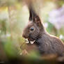 Calabrian Squirrel / Kalabrisches Eichhoernchen