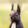 Squirrel / Eichhoernchen