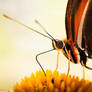 Butterfly / Schmetterling