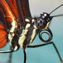 Butterfly macro