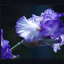 frilled iris 541