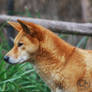 dingo