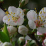 spring blossom opening