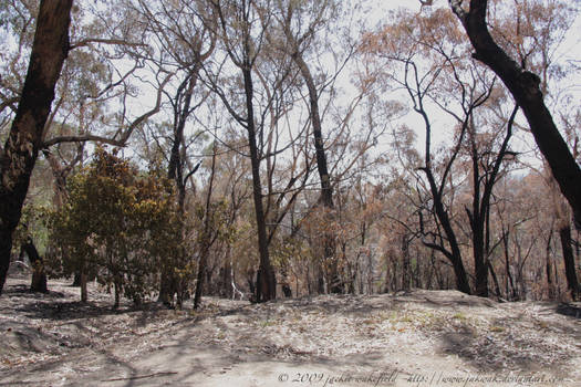 ryans road burnt bush