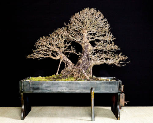 Willow Leaf FIg Bonsai - Chinese Wax Factory