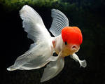 My Goldfish 2 by Woz1