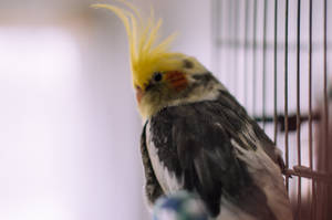 Cockatiel/Nimfa