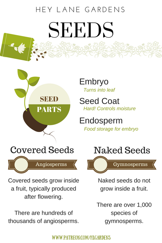 Инфографика семена семен хохряков