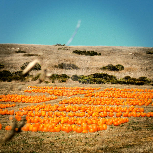 The Secret Pumpkin Patch