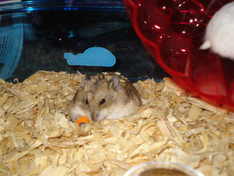 MY HAMSTER NONAME