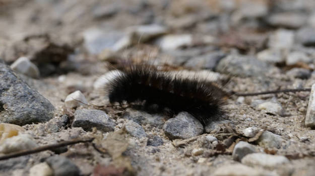 Woolly Worm