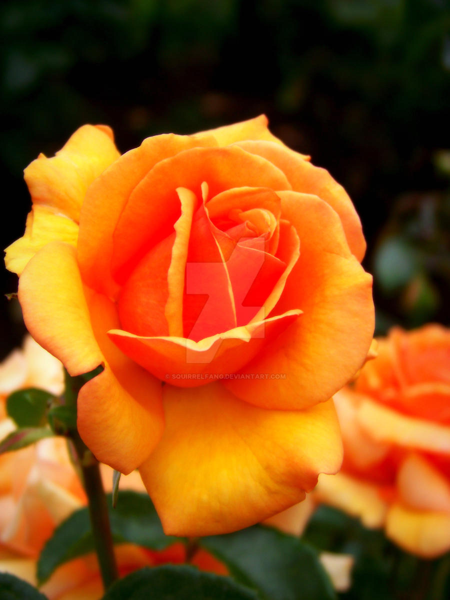 Bright Orange Flower By Squirrelfang On DeviantArt bright-orange-flower-by-squirrelfang-on-deviantart