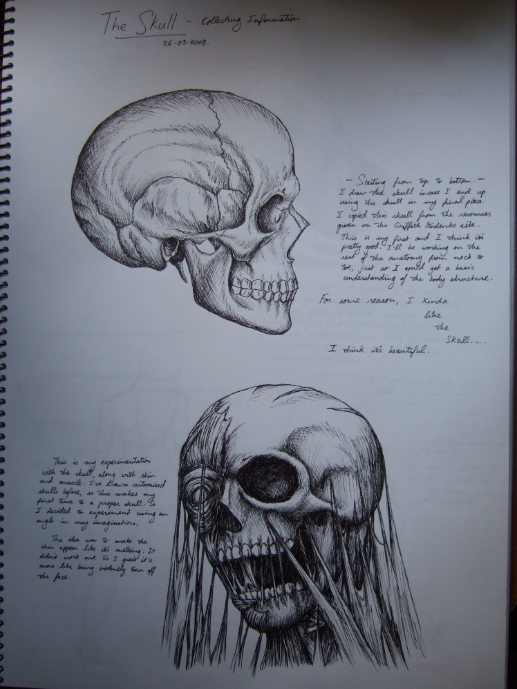 Anatomy Study - The Skull