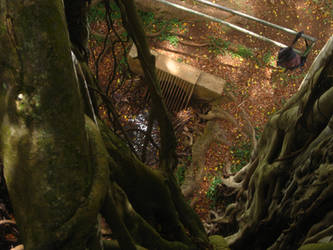 View from a Banyan