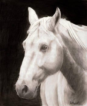 Horse Portrait