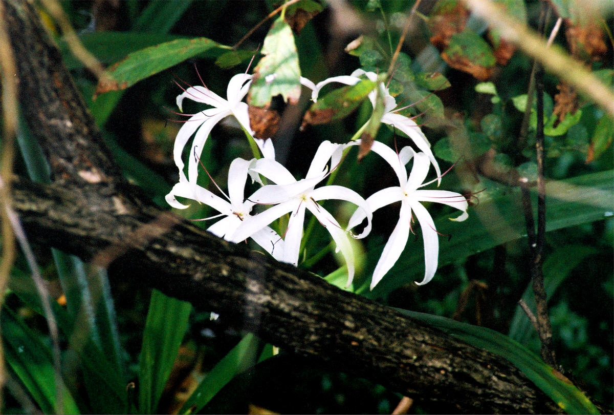 Nature's Bouquet