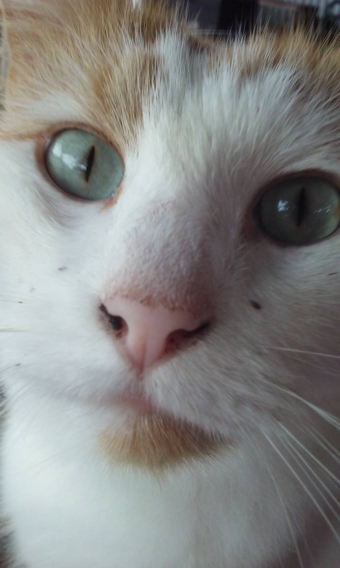 Larry Face by AlchemyFox on DeviantArt