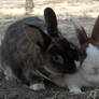 Bunny Kiss